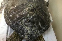 Photo-Mar-28-6-15-37-PM