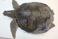 Corrie-Green-2.4.19-5