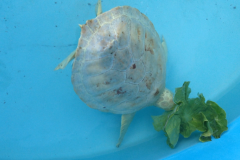 Corrie-Green-Eating-Lettuce-2