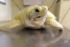 Corrie-Green-Out-of-water-1