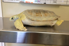 Corrie-Green-Out-of-water-3