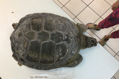 Corrie-Green-Physical-2.5.20-7