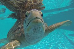 DCIM\100GOPRO