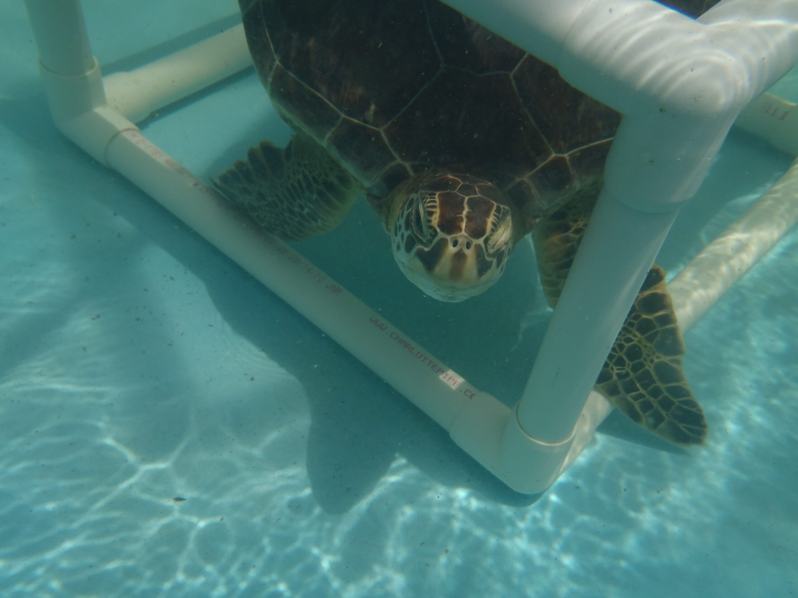 George swimming through enrichment toy.