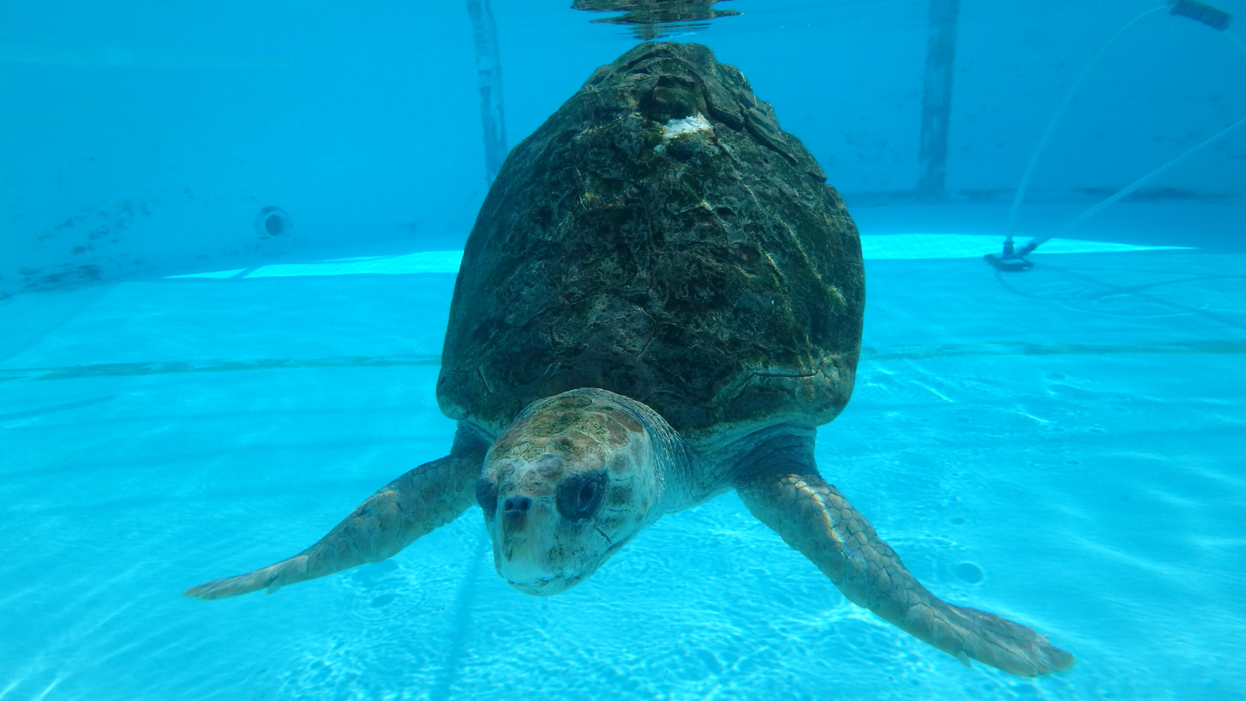 Madea in a pool