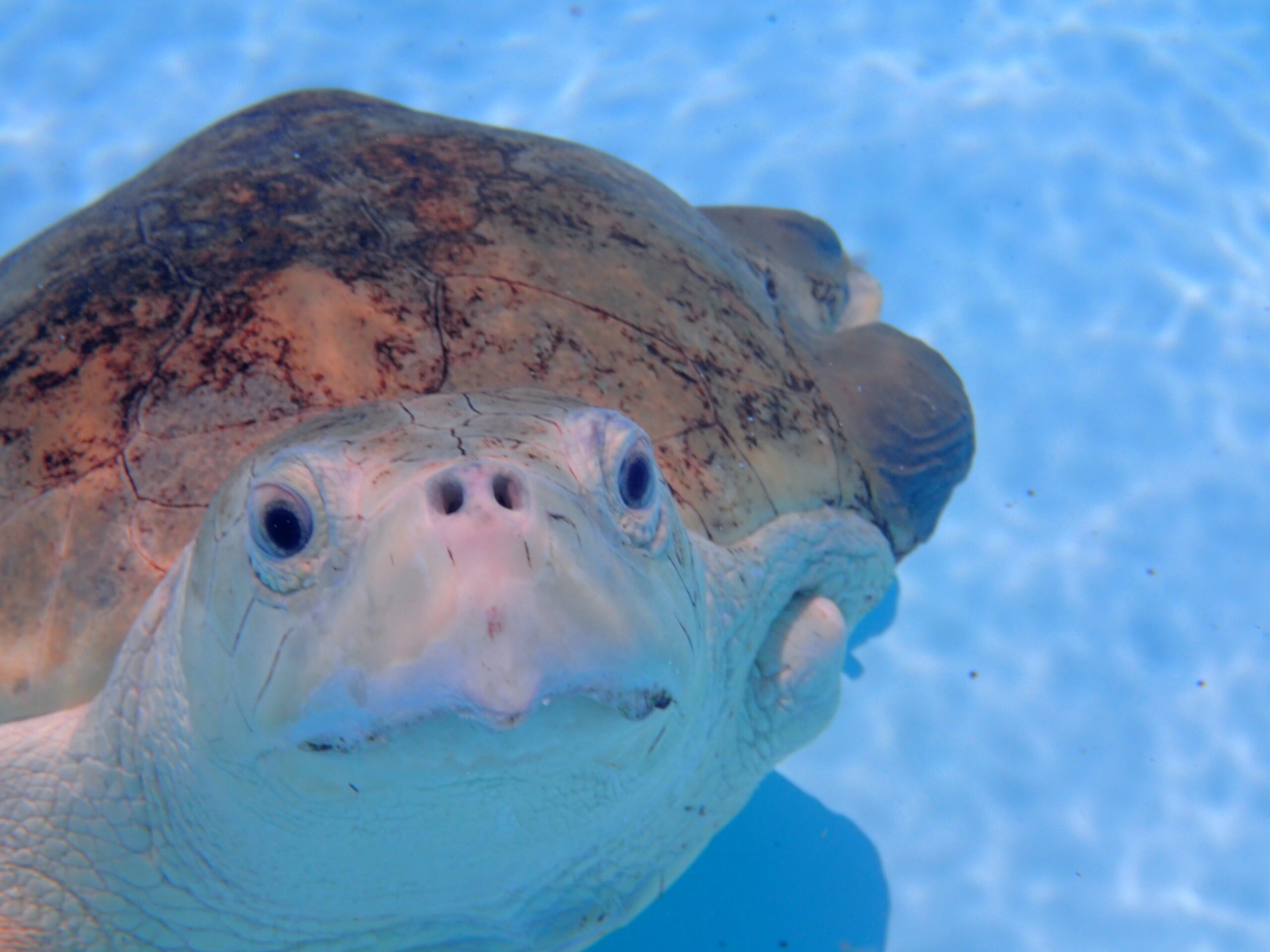 Bender in shelter tank face shot