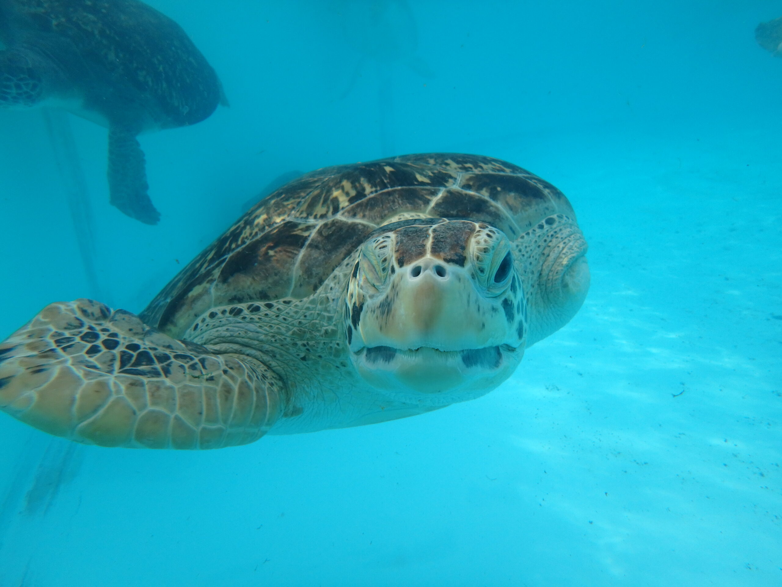 Montel in tank