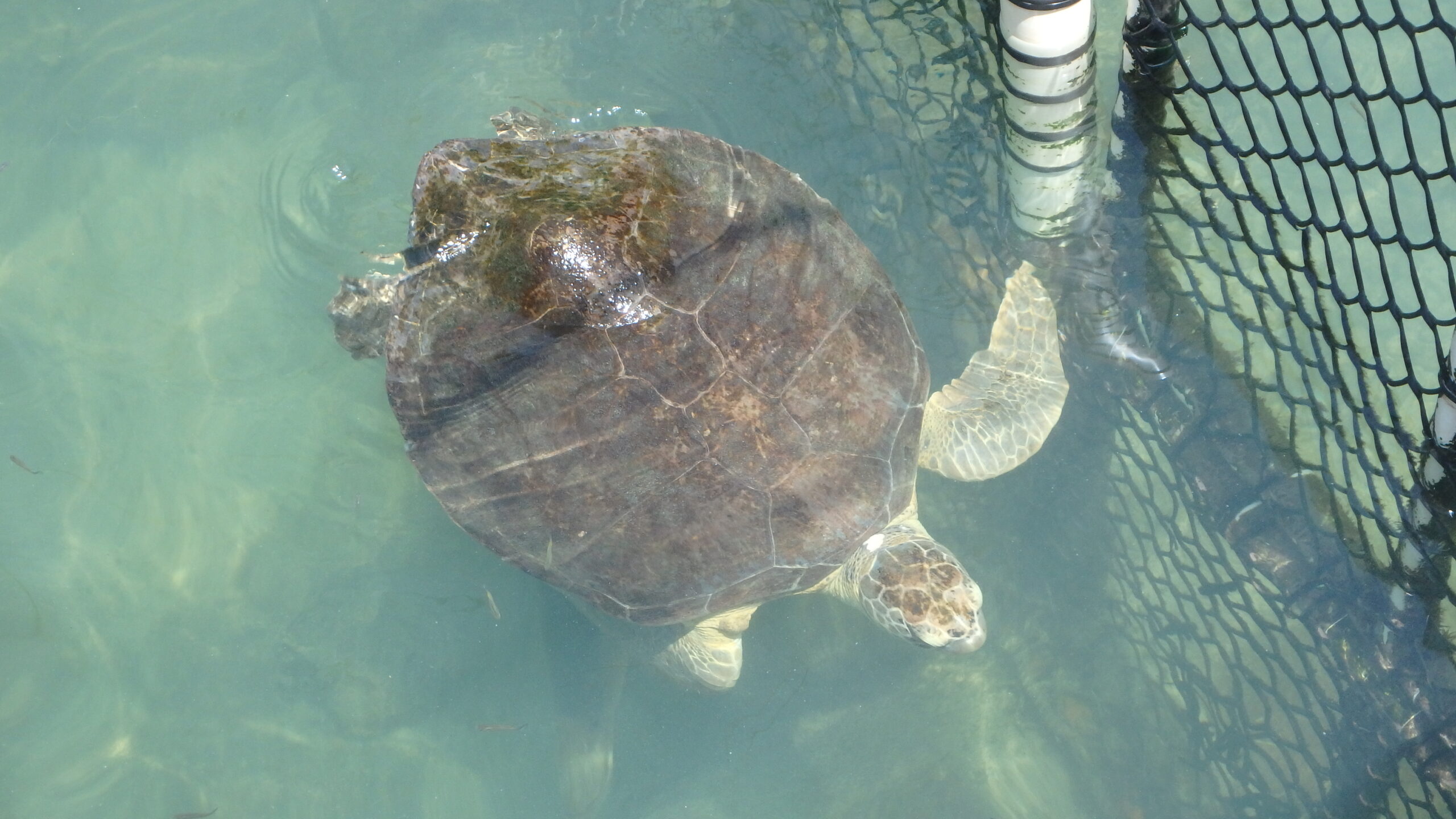 Buddy in the main pool