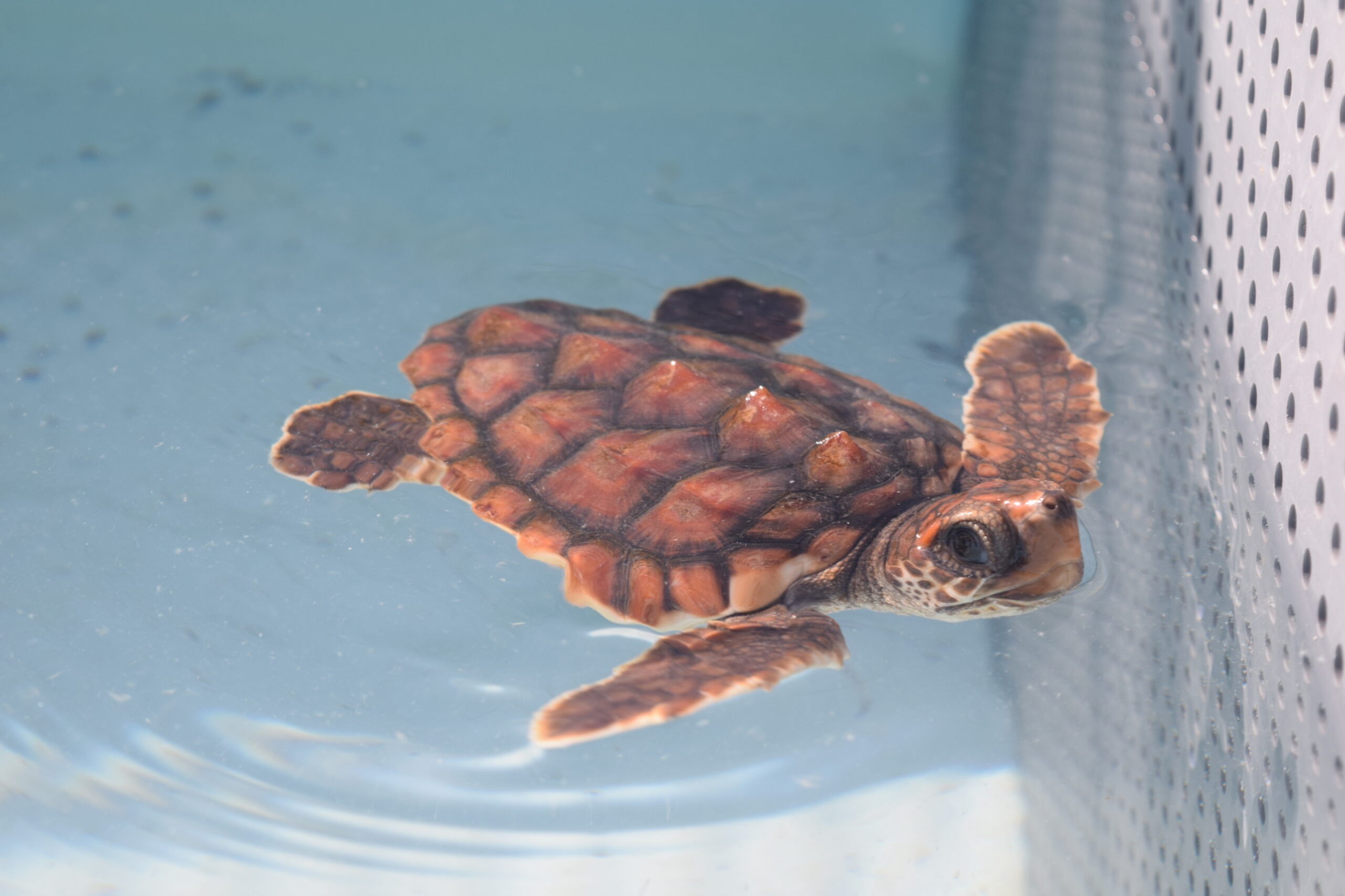 Loggerhead Hatchling