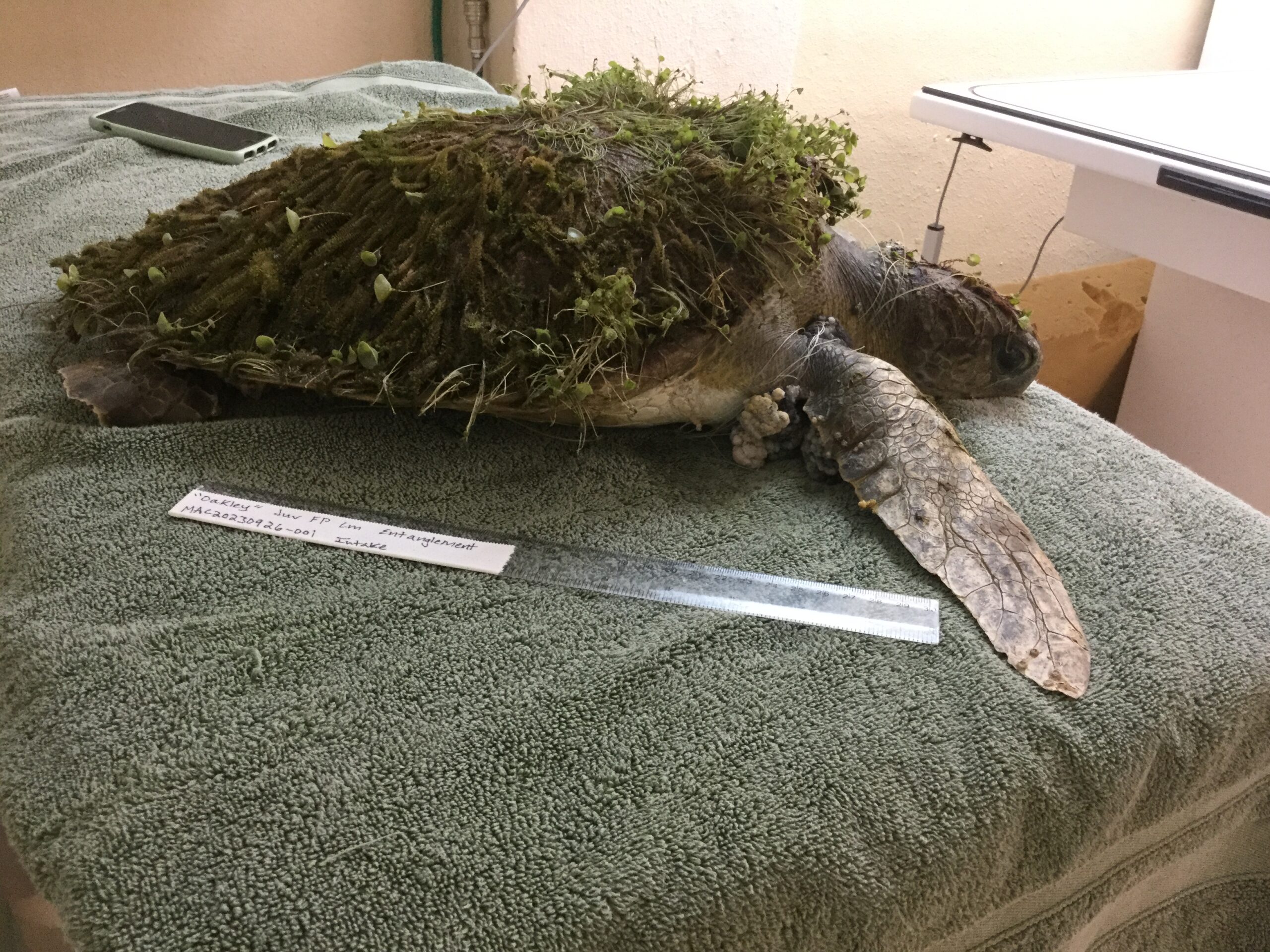 Oakley intake photo all covered in long algae growth